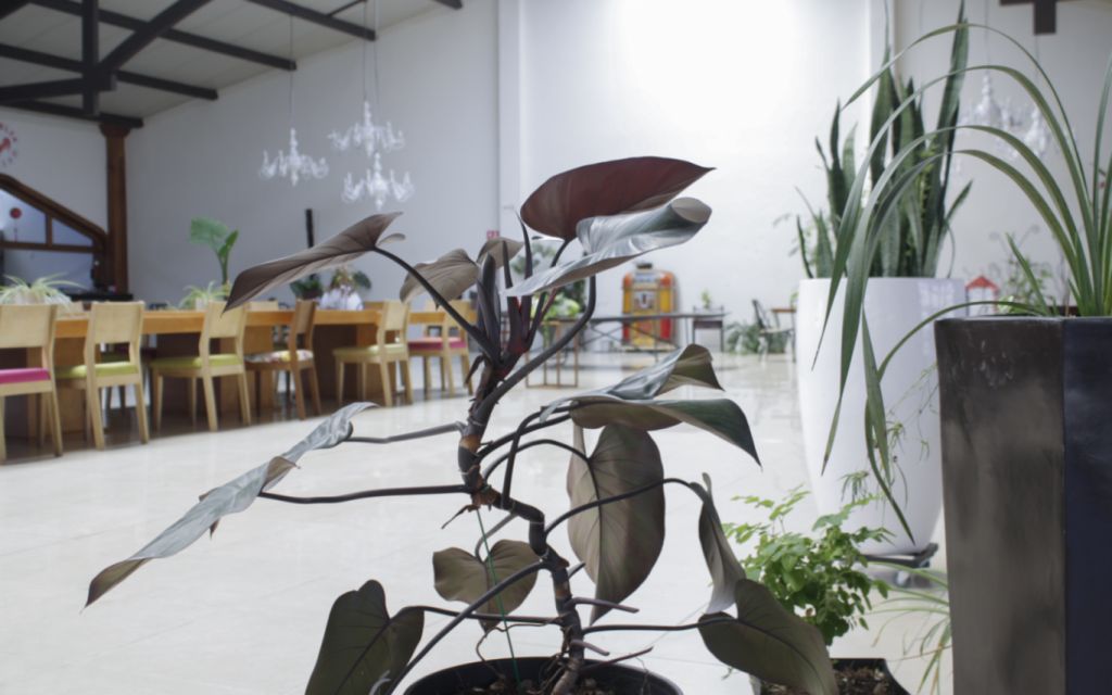 Blvd. Luis Donaldo Colosio 721, Valle de San Javier, Pachuca, Hidalgo, 42086